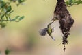 Olive backed sunbird Yellow-bellied sunbird, mother bird feeding baby in the nest with nature. Royalty Free Stock Photo