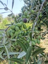 Olive bags tree oliveoil nature mediterranic