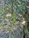 Olive bags tree oliveoil nature mediterranic