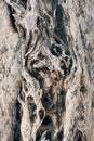 Olive bark background. Texture of a tree trunk. Abstract natural background Royalty Free Stock Photo