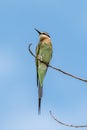 Olive Bee-eater Merops superciliosus Royalty Free Stock Photo