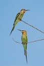 Olive Bee-eater Merops superciliosus Royalty Free Stock Photo