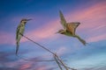 Olive Bee-eater Merops superciliosus Royalty Free Stock Photo