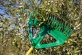 Olive being harvested from gardening tools