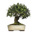 Olive bonsai tree, Olea europaea, isolated Royalty Free Stock Photo