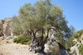 The olive, botanical name Olea europaea, meaning `European olive`, is a species of small tree in the family Oleaceae. Kolympia. Royalty Free Stock Photo