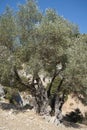 The olive, botanical name Olea europaea, meaning `European olive`, is a species of small tree in the family Oleaceae. Kolympia. Royalty Free Stock Photo