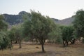 The olive, botanical name Olea europaea, meaning `European olive`, is a species of small tree in the family Oleaceae, Rhodes Royalty Free Stock Photo