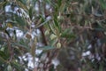 The olive, botanical name Olea europaea, meaning `European olive`, is a species of small tree in the family Oleaceae, Rhodes Royalty Free Stock Photo
