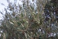 The olive, botanical name Olea europaea, meaning `European olive`, is a species of small tree in the family Oleaceae, Rhodes Royalty Free Stock Photo