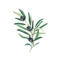 Olive bouquet branches with black olives isolated on white background. Watercolor hand drawn botanical illustration. Can