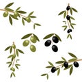 Olive branch Royalty Free Stock Photo