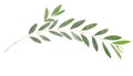 Olive branch Royalty Free Stock Photo