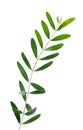 Olive branch Royalty Free Stock Photo