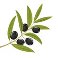 Olive branch