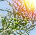 Olive branch with berries close-up. Blue sky background Royalty Free Stock Photo