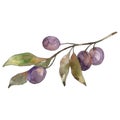 Olive branch with black fruit. Watercolor background illustration set. Isolated olives illustration element. Royalty Free Stock Photo