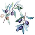 Olive branch with black fruit. Watercolor background illustration set. Isolated olives illustration element. Royalty Free Stock Photo