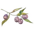 Olive branch with black fruit. Watercolor background illustration set. Isolated olives illustration element. Royalty Free Stock Photo