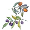 Olive branch with black and green fruit. Watercolor background illustration set. Isolated olives illustration element. Royalty Free Stock Photo