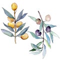 Olive branch with black and green fruit. Watercolor background illustration set. Isolated olives illustration element. Royalty Free Stock Photo