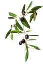 Olive branch with black olives and green leaves isolated on white background Royalty Free Stock Photo