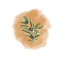 Olive branch with black olives isolated on ochre