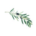 Olive branch with black olives isolated on white background. Watercolor illustration. Royalty Free Stock Photo