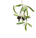 Olive branch with black olives and leaves isolated on white background Royalty Free Stock Photo