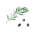 Olive branch and black olives set isolated on white background. Watercolor illustration. Royalty Free Stock Photo