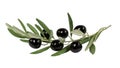 Olive branch with black olives on white background Royalty Free Stock Photo