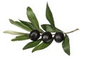 Olive branch and black olives on white background