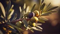 Olive branch close up in a tree plantation, young plants, ecological plantation, biodynamic agriculture