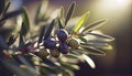 Olive branch close up in a tree plantation, young plants, ecological plantation, biodynamic agriculture