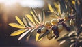 Olive branch close up in a tree plantation, young plants, ecological plantation, biodynamic agriculture