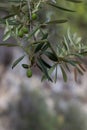 Olive branch closeup with green unripe olives Royalty Free Stock Photo