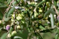 Olive branch. Detail of the olive branch. Close up of olive tree with olives. Royalty Free Stock Photo