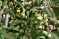 Olive branch. Detail of the olive branch. Close up of olive tree with olives. Royalty Free Stock Photo