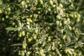 Olive branch detail tree detail close-up