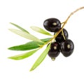 Olive branch with drop of oil Royalty Free Stock Photo