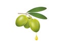 Olive branch with a drop of olive oil