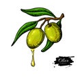 Olive branch with a drop of olive oil vector illustration. Hand drawn plant in vintage style. Royalty Free Stock Photo