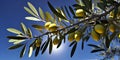 Olive branch with olive fruits green leaves sunny weather. Blue bright sky nature organic Mediterranean seasonal product Royalty Free Stock Photo