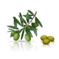 Olive branch with fruits and reflection Royalty Free Stock Photo