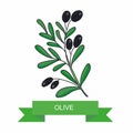 Olive branch with fruits. Vector illustration