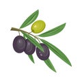 Olive branch with green and black olives, vector