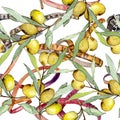 Olive branch with green fruit. Watercolor background illustration set. Seamless background pattern. Royalty Free Stock Photo