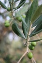 Olive branch with green fruits Royalty Free Stock Photo