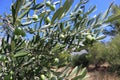 Large green olives on an olive tree branch against a bright blue sky on a sunny summer day Royalty Free Stock Photo