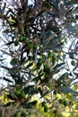Olive branch with green fruits Royalty Free Stock Photo